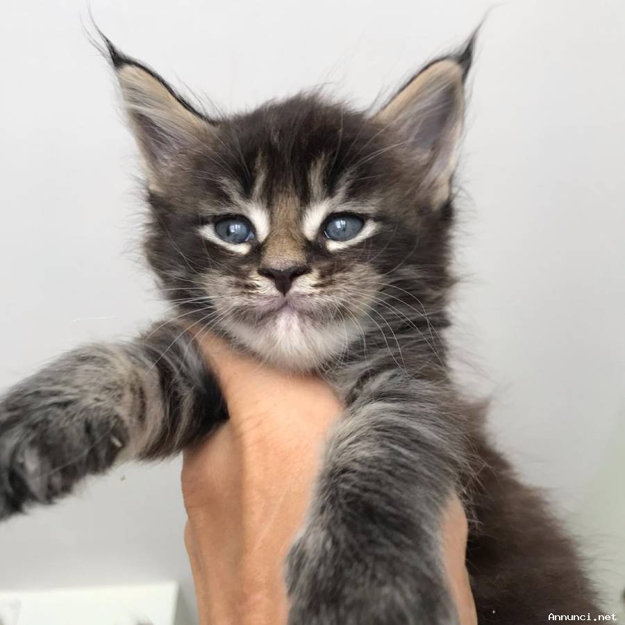 Vendo gatti di razza Mainecoon