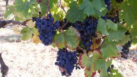 Vendo Uva da Vino Dolcetto Barbera
