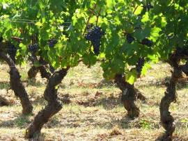 Vendo Uva da Vino Dolcetto Barbera