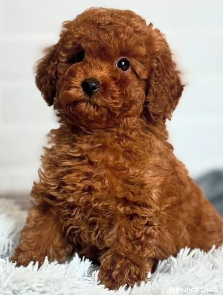 CUCCIOLI BARBONCINI RED TOY VERI