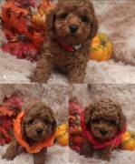 CUCCIOLI BARBONCINI RED TOY VERI