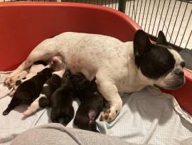 Cuccioli di bouldogue francese 
