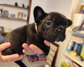 Cuccioli di bouldogue francese 