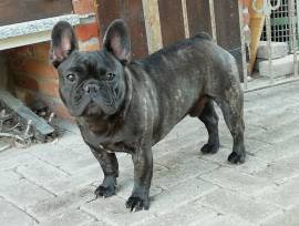 Cuccioli di bouldogue francese 