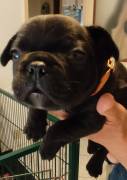 Cuccioli di bouldogue francese 