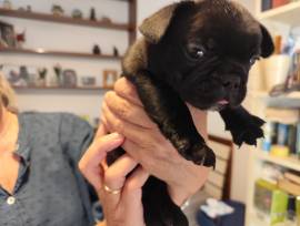 Cuccioli di bouldogue francese 