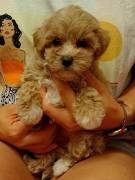 CUCCIOLI MALTIPOO A TORINO