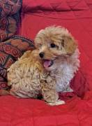 CUCCIOLI MALTIPOO A TORINO CUCCIOLI MALTIPOO A TORINO