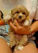 CUCCIOLI MALTIPOO A TORINO CUCCIOLI MALTIPOO A TORINO