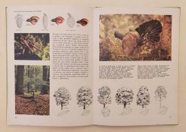 Parchi nazionali del mondo di Adriana Giannini Ed.Arnoldo Mondadori, giugno 1979