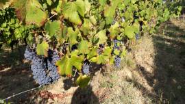 UVA da VINO