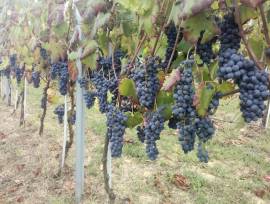 UVA da VINO
