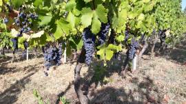 UVA da VINO