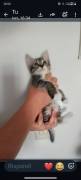 gatti