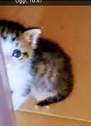 gatti