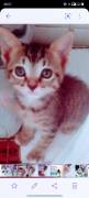 gatti