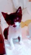 gatti
