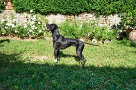 Cuccioli di pointer nero con pedigree