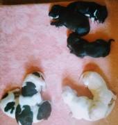 Cuccioli di pointer nero con pedigree