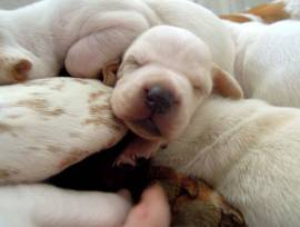 Cuccioli di Bracco-pointer da tartufo