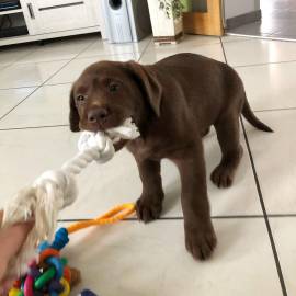 Graziosa cucciola di Labrador femmina