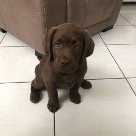 Graziosa cucciola di Labrador femmina