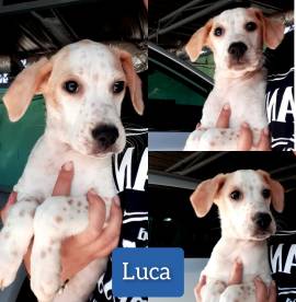 LUCA, CUCCIOLO ADORABILE DI 4 MESI 