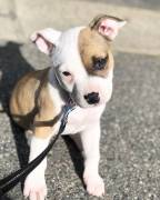 American Staffordshire Terrier cucciolo femmina