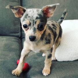 Cucciolo di Chihuahua intelligente a pelo corto femmina di 3 mesi