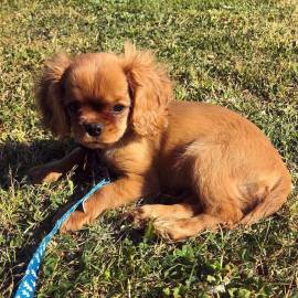 Bellissima femmina Cavalier King Charles