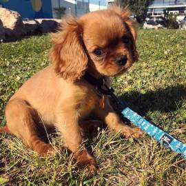 Bellissima femmina Cavalier King Charles