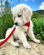 Bellissimo cucciolo femmina di Golden Retriever