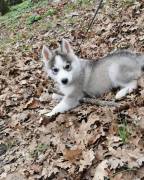 Bellissima femmina di Siberian Husky