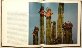 La Baja California nel Messico. Le grandi distese selvagge di William Weber Johnson; Editore: Arnold