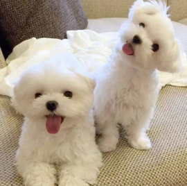 cuccioli di maltese 