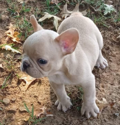 Bellissimo cuccioli di bouledogue francese