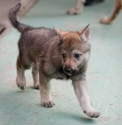 Cuccioli cane lupo Cecoslovacco