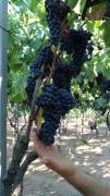 Uva da vino Montepulciano, Lambrusco