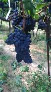 Uva a bacca rossa Montepulciano, Lambrusco