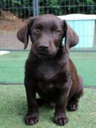 Labrador retriever cuccioli cioccolato 