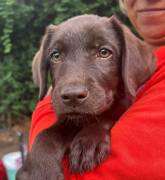 Labrador retriever cuccioli cioccolato 