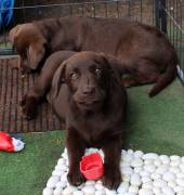 Labrador retriever cuccioli cioccolato 