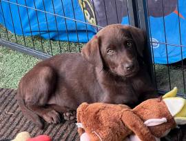 Labrador retriever cuccioli cioccolato 