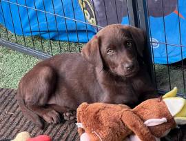 Labrador retriever cuccioli cioccolato 