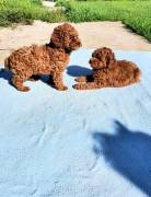 Cuccioli di barboncino giocattolo