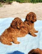 Cuccioli di barboncino di razza pura