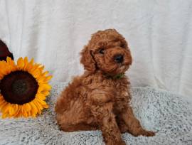 Bellissimi cuccioli di barboncino giocattolo