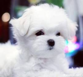 Cuccioli di Maltese