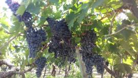 Uva a bacca rossa Montepulciano