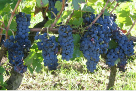 Uva da vino 80 q.le Aglianico beneventano